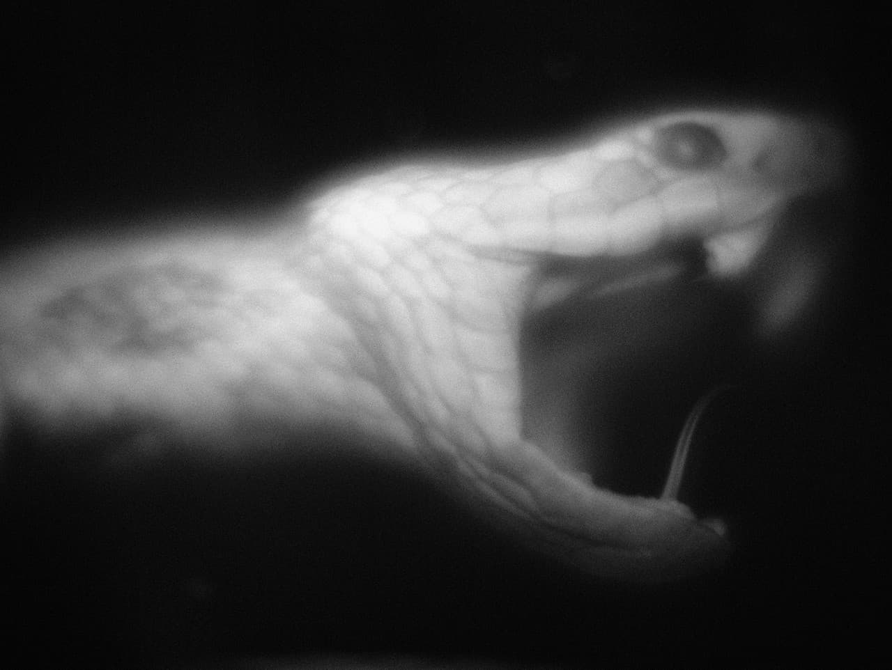 Hadí útoky rýchlejšie než žmurknutie: Nové zistenia šokujú vedcov