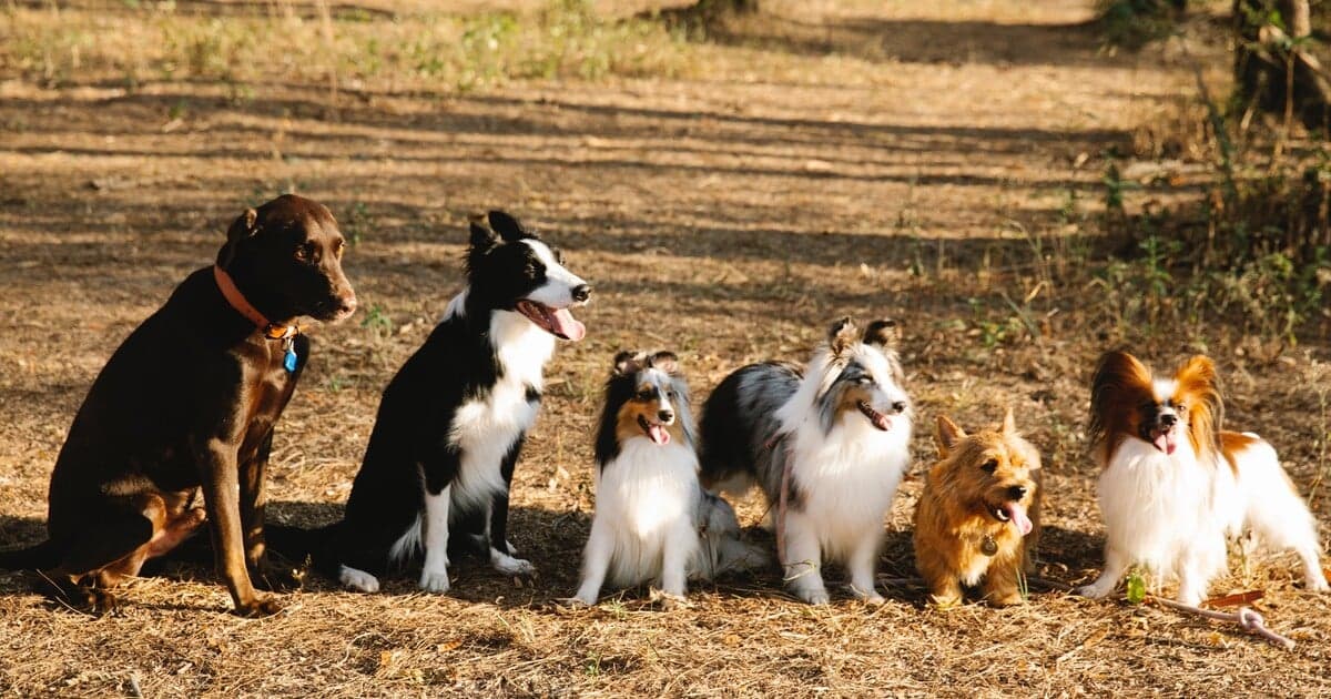 EÚ plánuje povinné čipovanie psov a mačiek, zakáže kríženie plemien