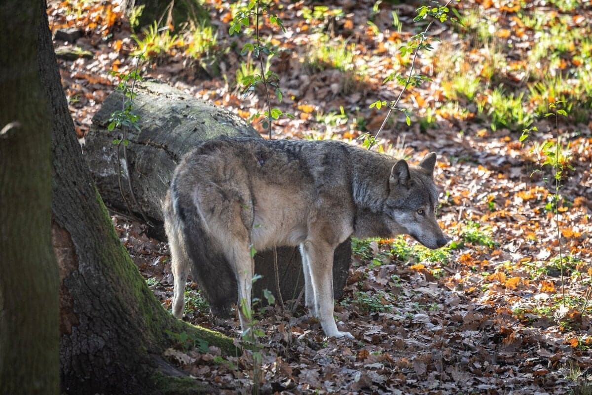 Agrorezor preverí nezákonný odstreľ vlkov na Slovensku
