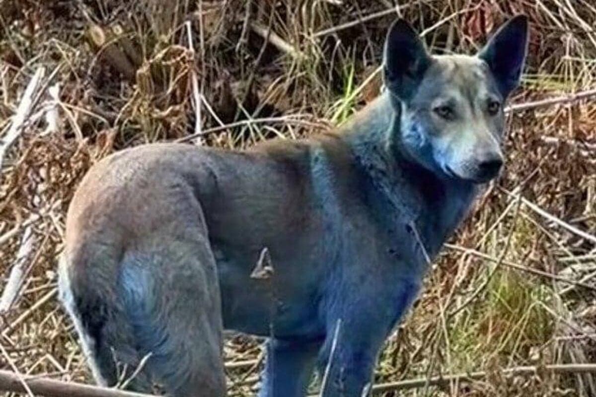 Modré psy v Černobyle: Mýtus o radiácii vyvrátený odborníkom