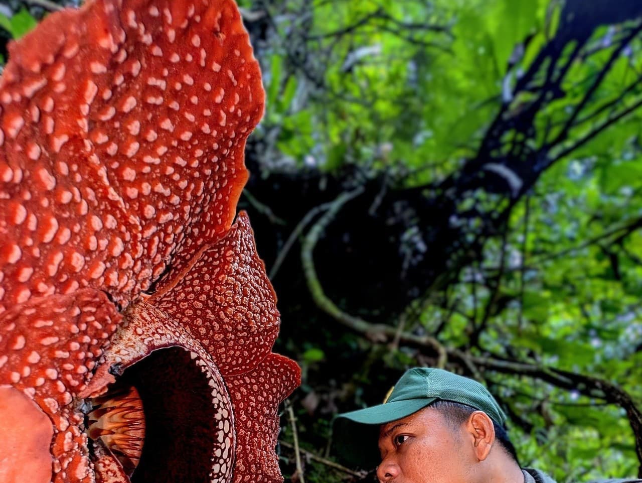 Nebezpečná výprava za najväčším kvetom na svete