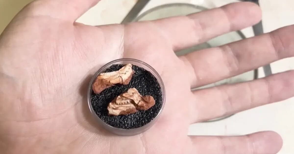 V Brazílii objavili vzácnu fosíliu novorodenca prehistorického plaza