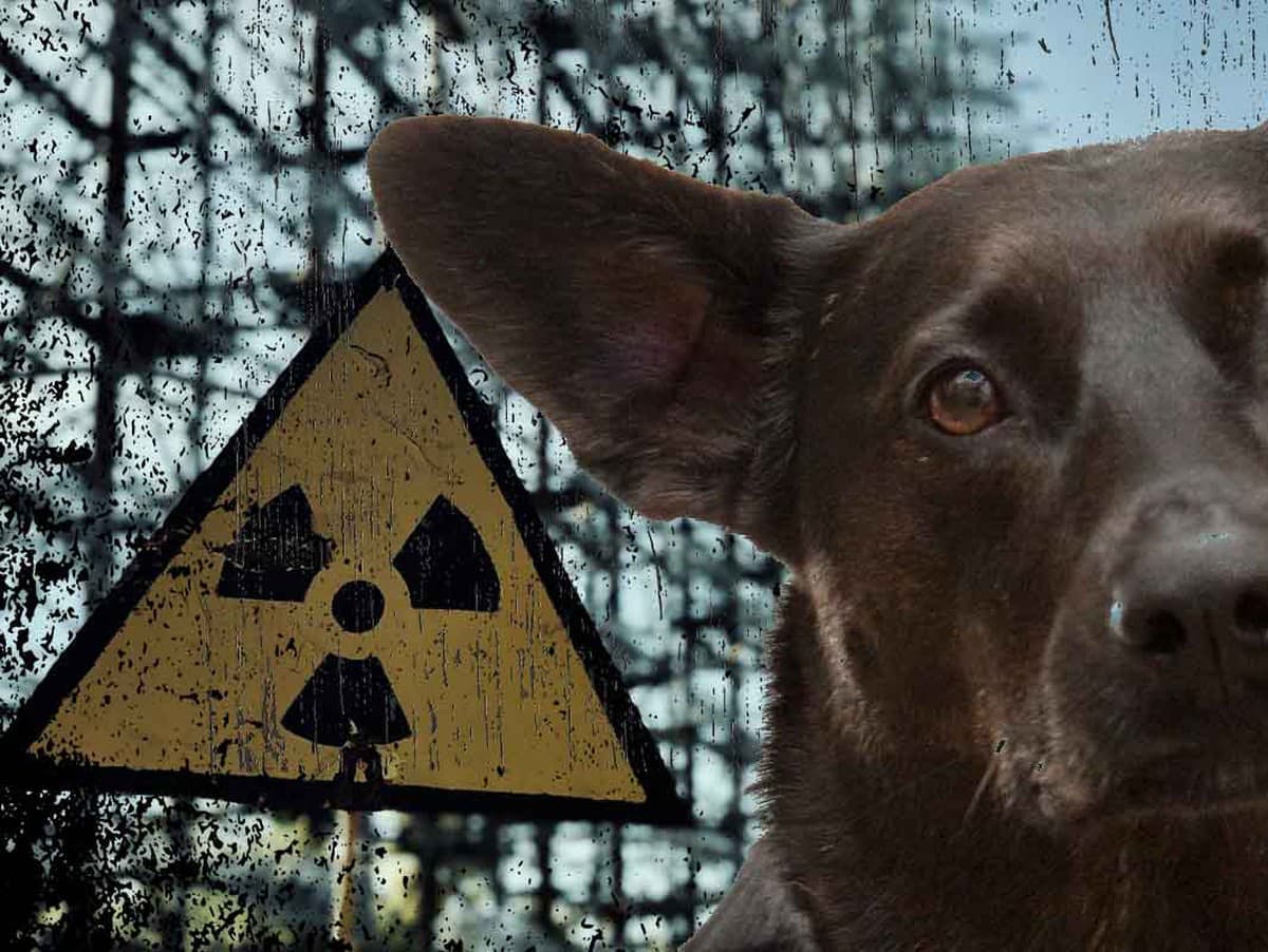 Zmutované vlky z Černobyľa: Prežitie rakoviny v zamorenom prostredí