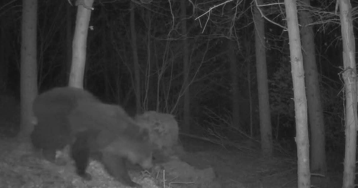 Obec Pača varuje pred pohybom medveďa na východe Slovenska