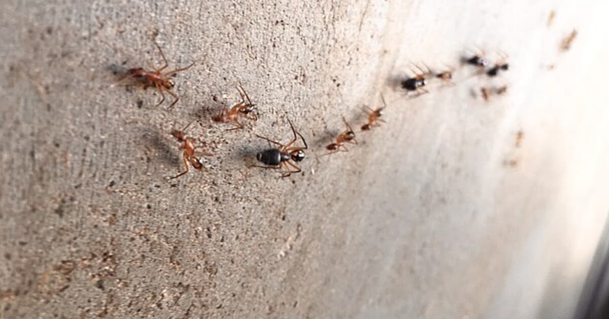 Invázny červený mravec ohnivý ohrozuje Európu