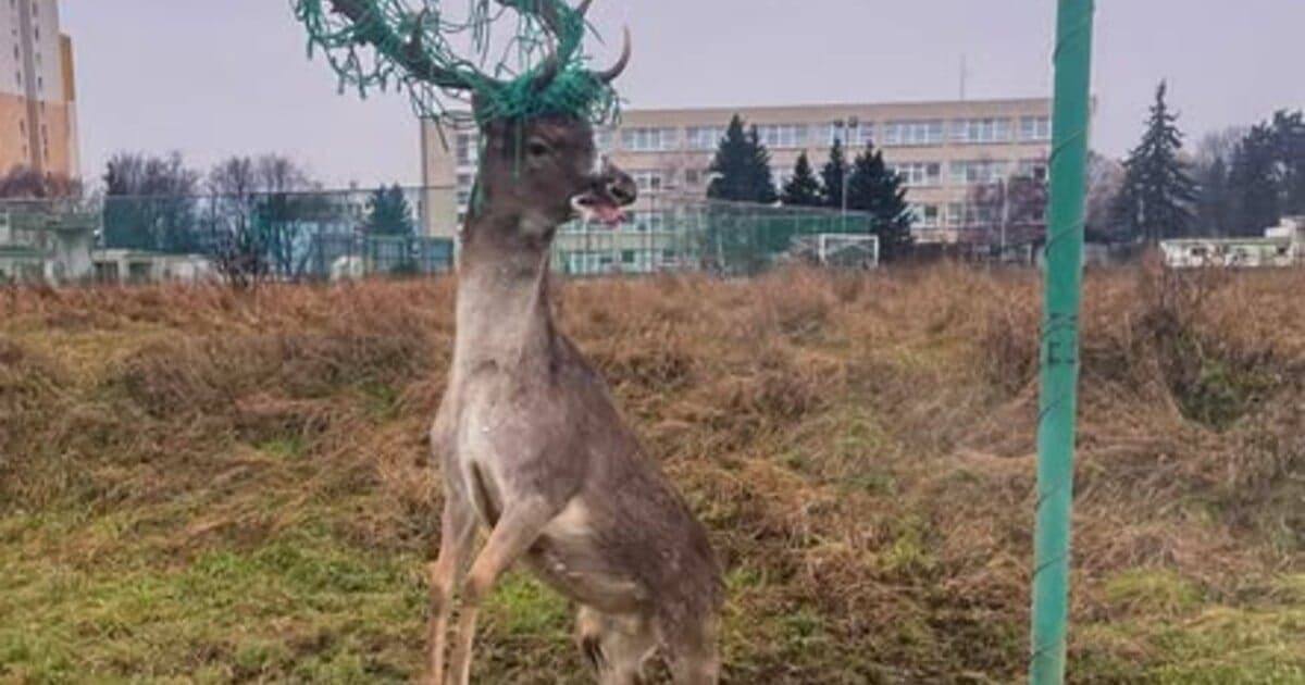 Hasiči zachránili daniela z futbalového ihriska v Pezinku
