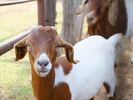 Sexuálny delikvent zneužil kozu vo Strakonicích
