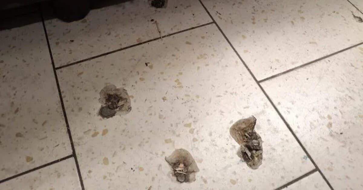 Kontroly potravín odhalili takmer 500 nedostatkov za január 2026