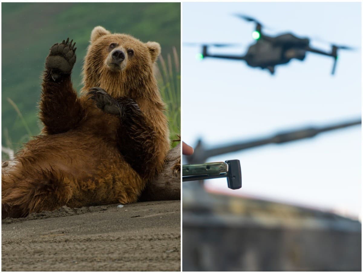 Japonsko nasadilo drony s psím štekaním na odplašenie medveďov