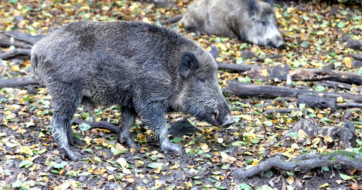Nové Mesto nad Váhom: Poľovačka v meste ohrozuje obyvateľov