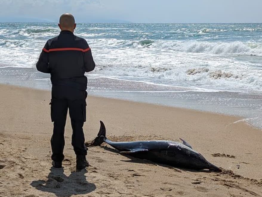 Delfíny s poškodeným mozgom: Varovanie pre ľudí pred ekologickou katastrofou