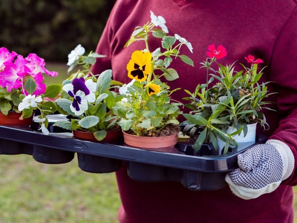 Jarné rastliny, ktoré oživia vaše kvetináče