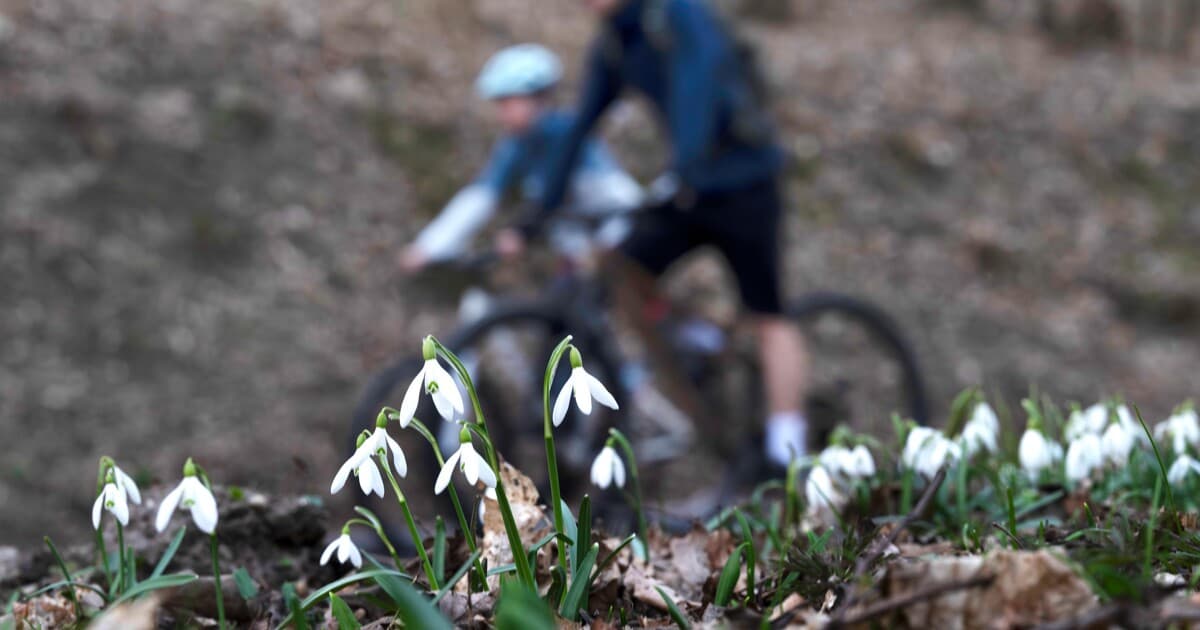 Trhanie chránených jarných kvetov môže stáť takmer 10 000 eur