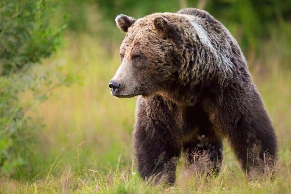 Greenpeace podáva sťažnosť na Slovensko kvôli odstrelom medveďov