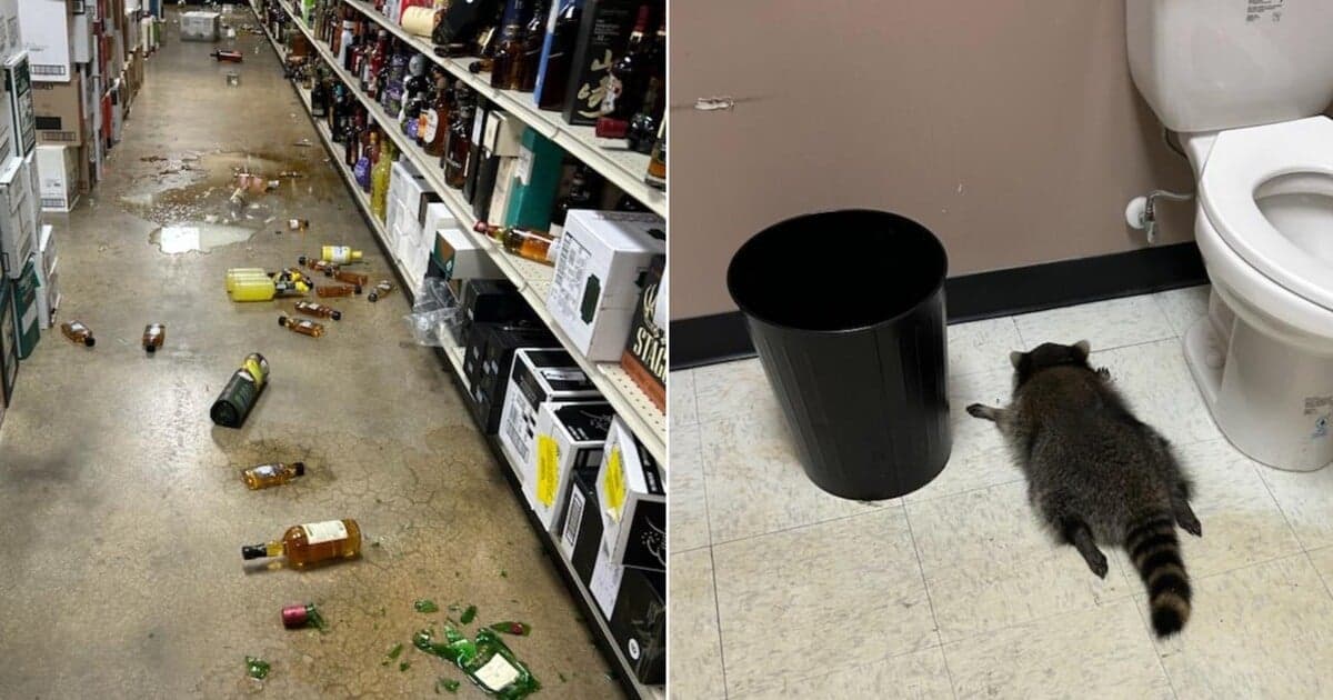 Opitý medvedík si spravil párty v obchode s alkoholom