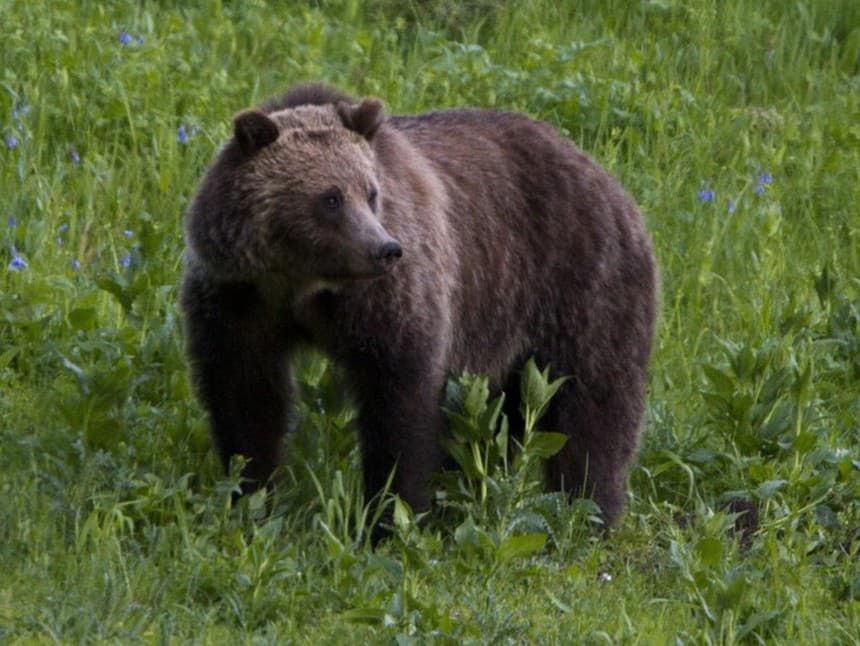 Útok medvedice v NP Veľká Fatra: Hrdinský zásah zamestnanca