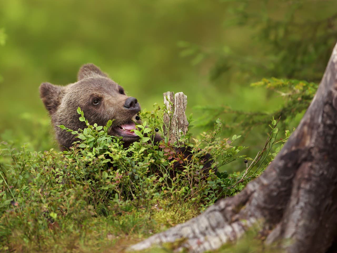 Rumunsko sprísňuje pravidlá: Kŕmenie medveďov môže stáť tisíce eur