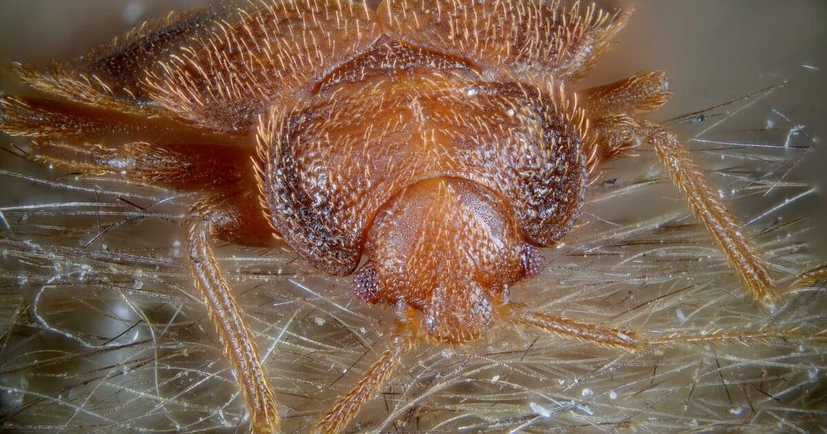 Ploštice na bratislavských internátoch: Študenti sú bezradní