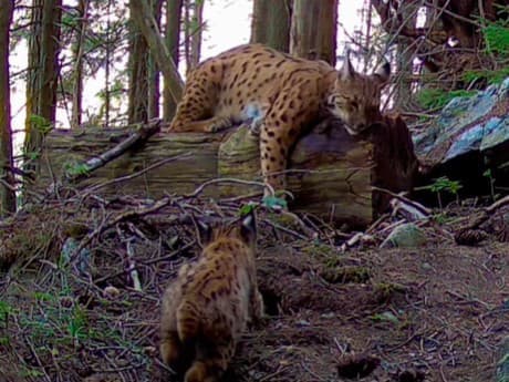 Rys ostrovid so svojimi mláďatami na fotopasci v Tatrách