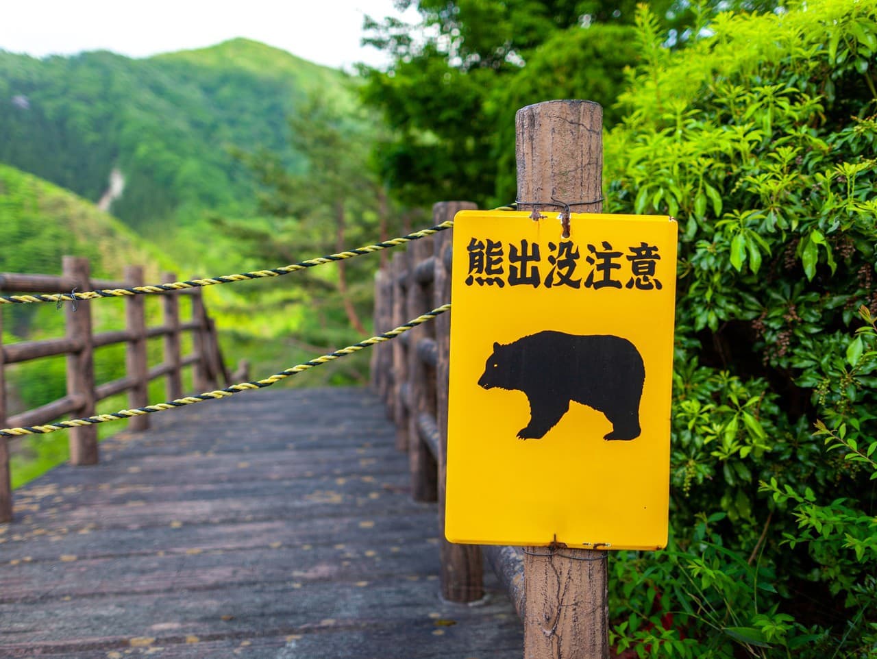 Japonsko nasadilo vojakov proti medveďom v severných oblastiach