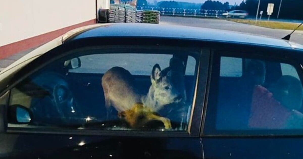 Žena z Poľska zrazila srnca a odviezla ho do práce