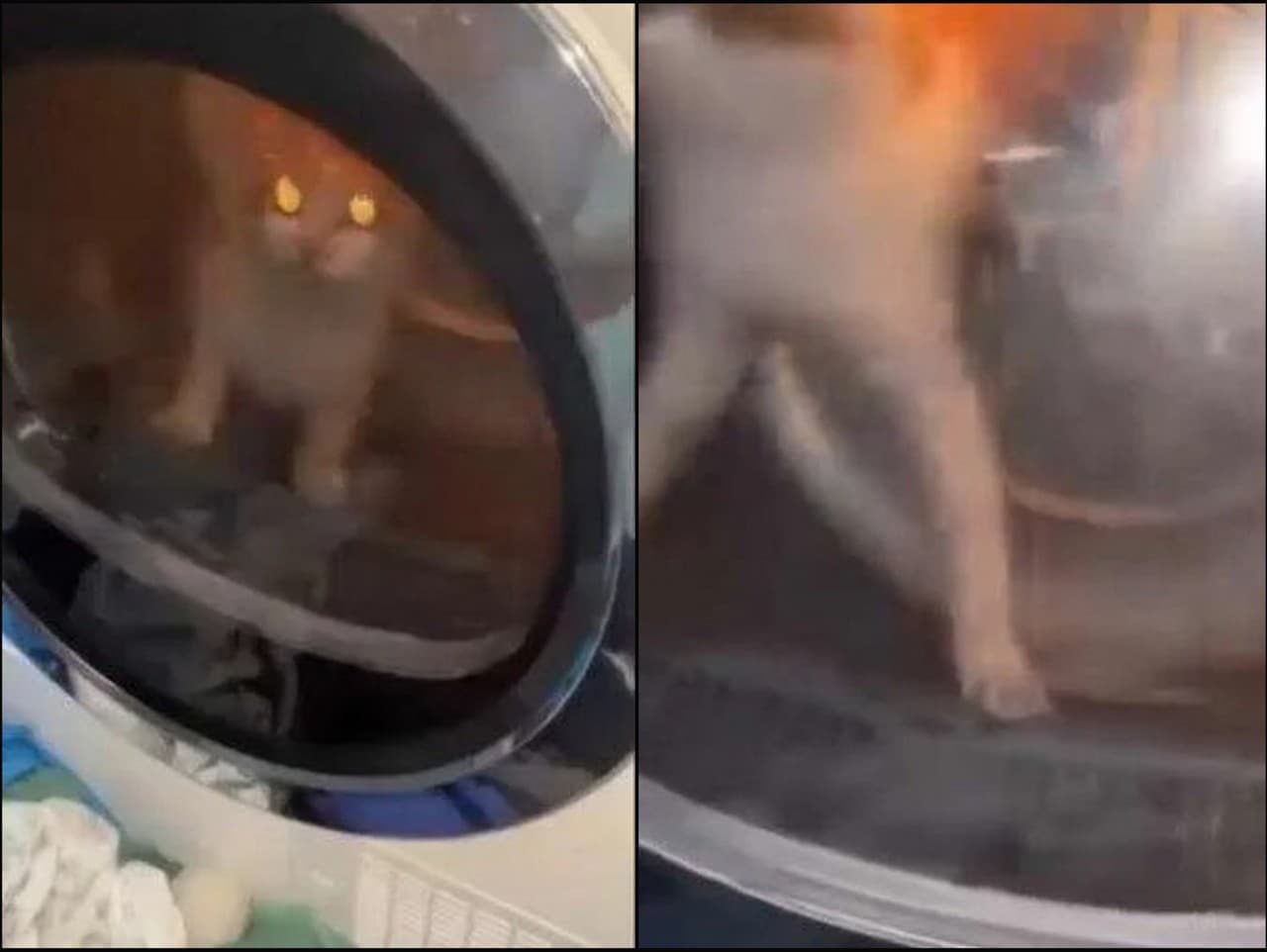 Mladíci týrali mačku v sušičke: Polícia vyšetruje brutálny čin