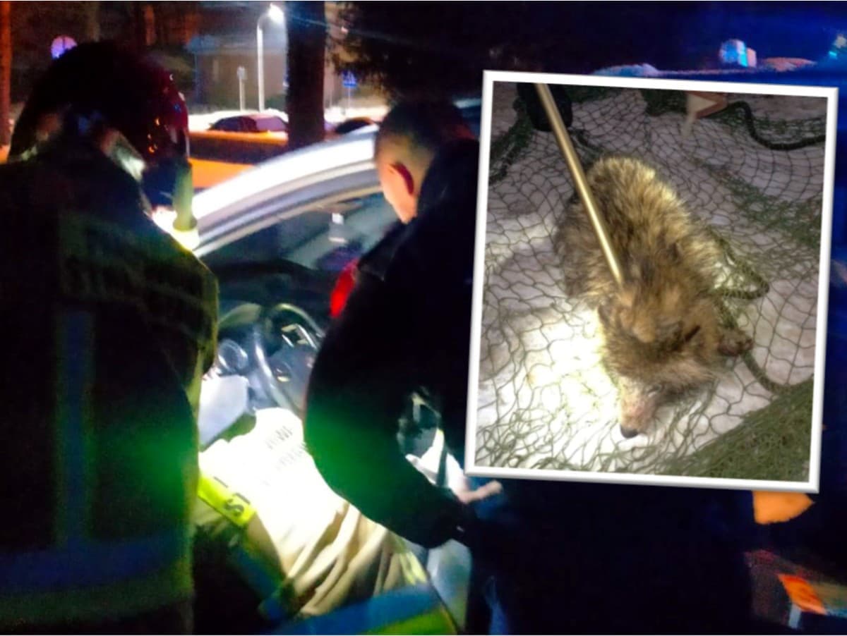 Žena zachránila medvedíka, myslela si, že je to pes