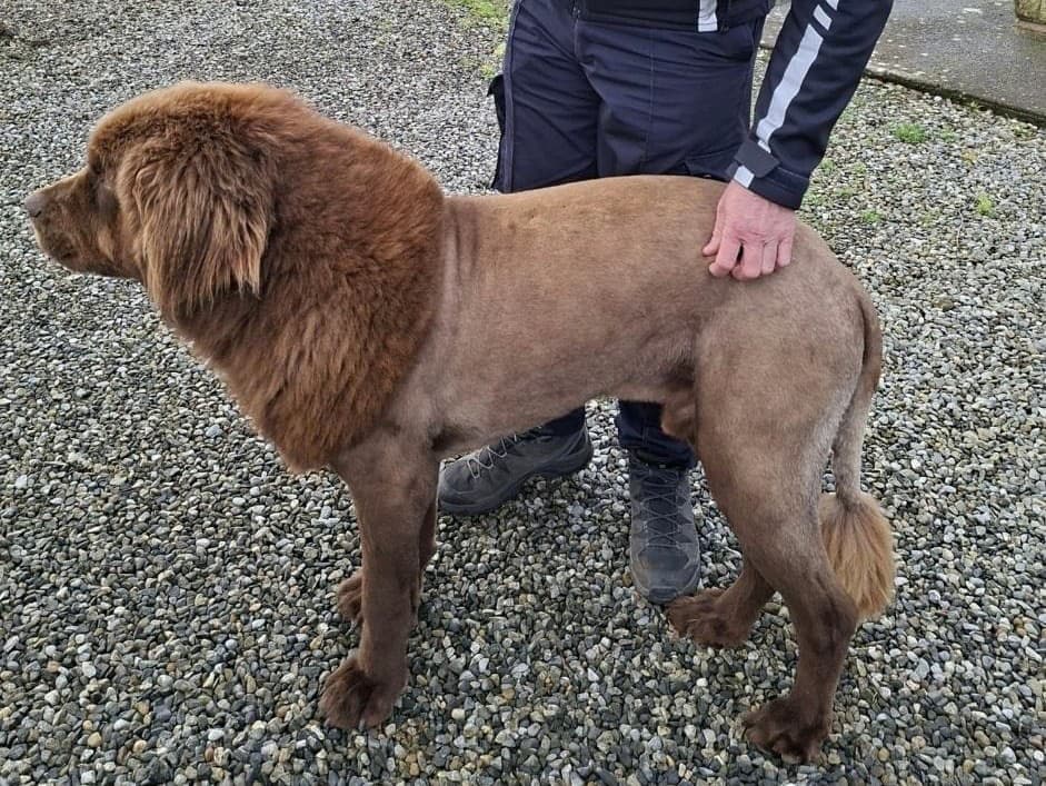 Írsko sa bálo leva, no našli len psa s neobvyklým strihom