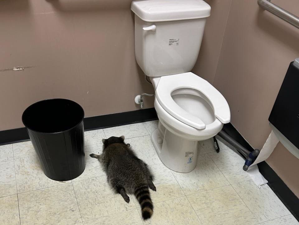 Opitý medvedík čistotný spôsobil chaos v obchode s alkoholom