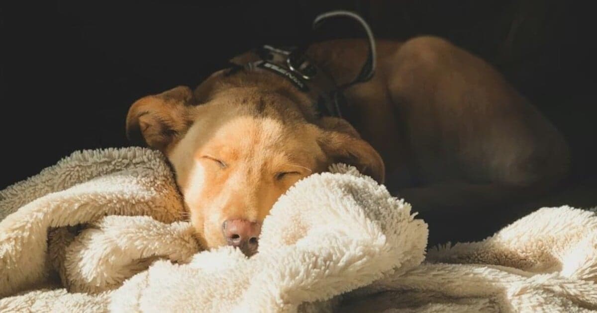 Klasická hudba ako recept na upokojenie psov a mačiek