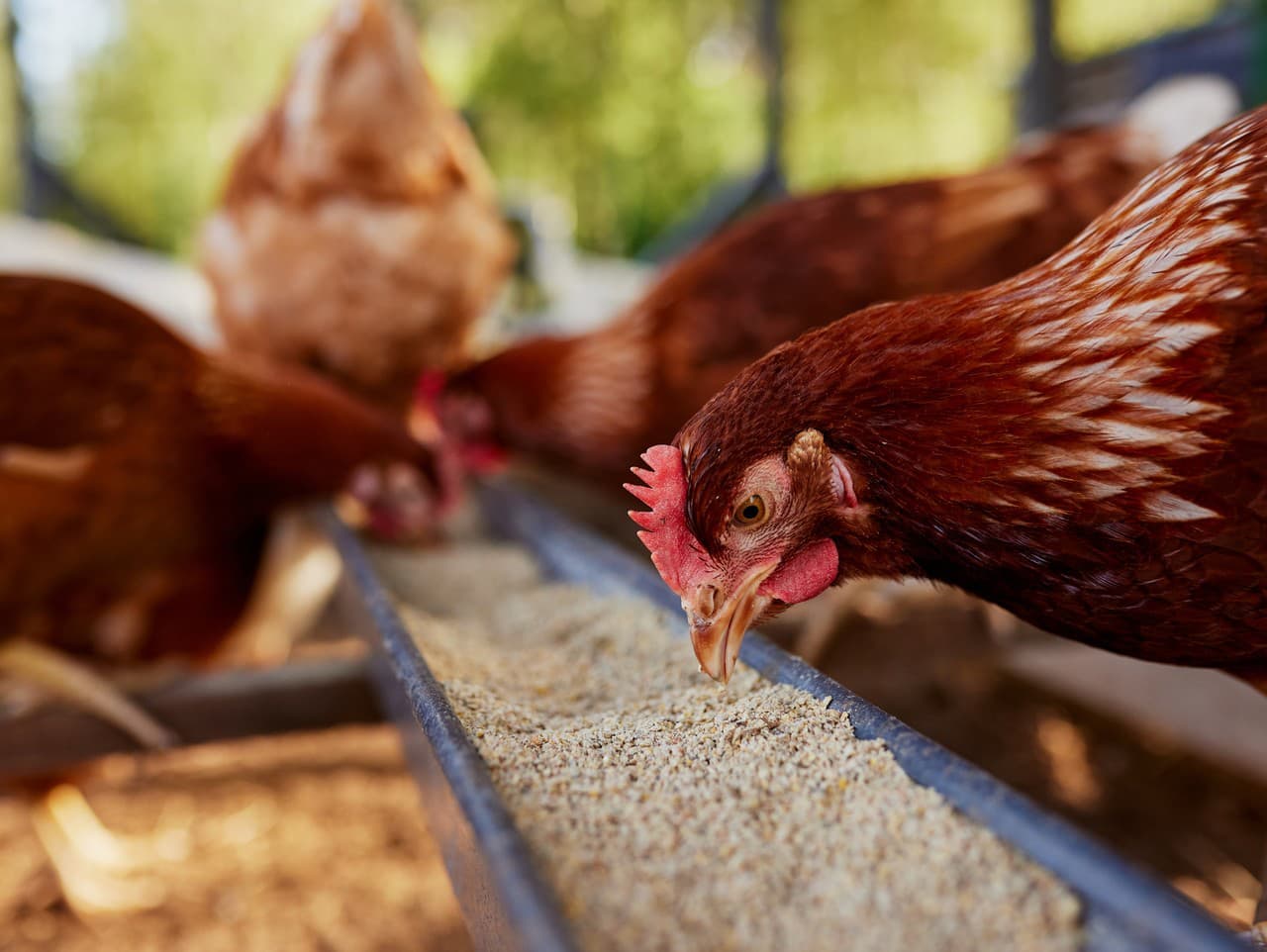 Hydinári čelí výzvam: Zmeny v chove a ceny vajec 2026