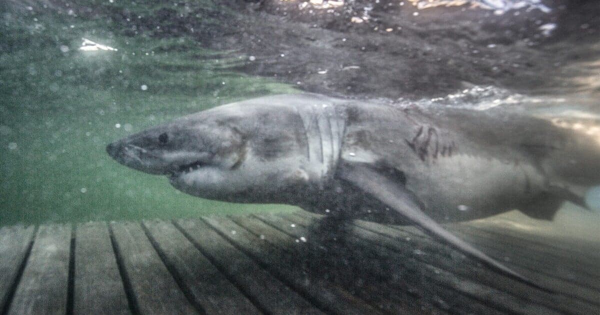 Pri Floride sa objavil najväčší žralok modrý, Contender sa vrátil