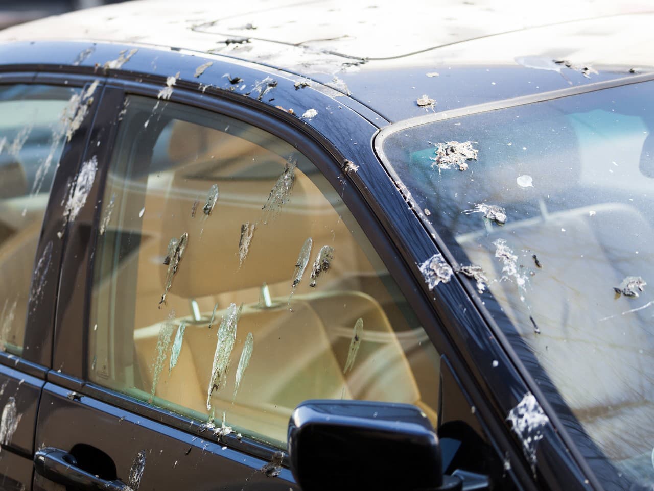 Vtáky si pamätajú vaše auto: Prečo je to dôležité?