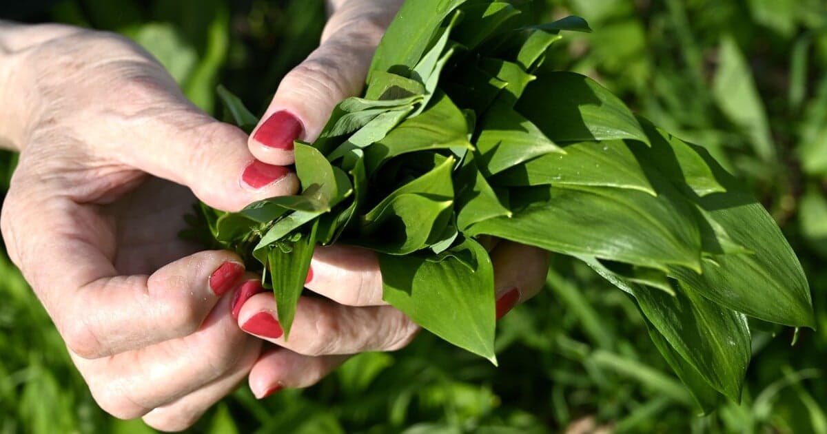 Zber medvedieho cesnaku: Pozor na jedovaté náhrady
