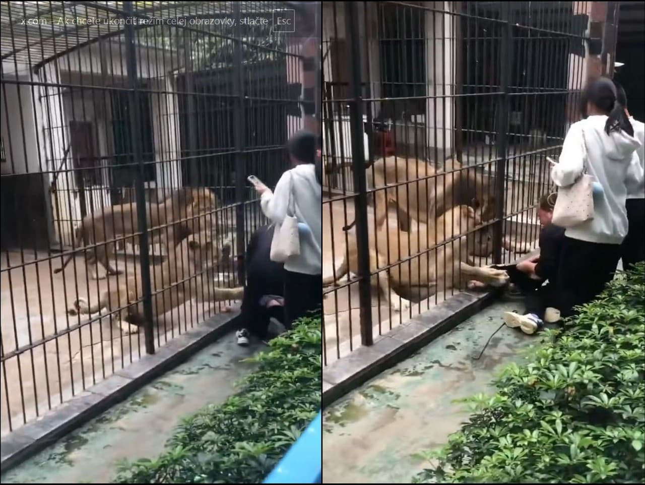 Dievčatko napadli levy v čínskej zoo: Šokujúci incident