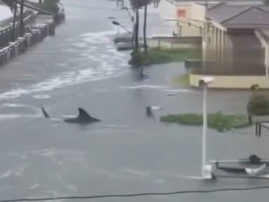 Falošné video so žralokom počas hurikánu Melissa vyvolalo pobúrenie
