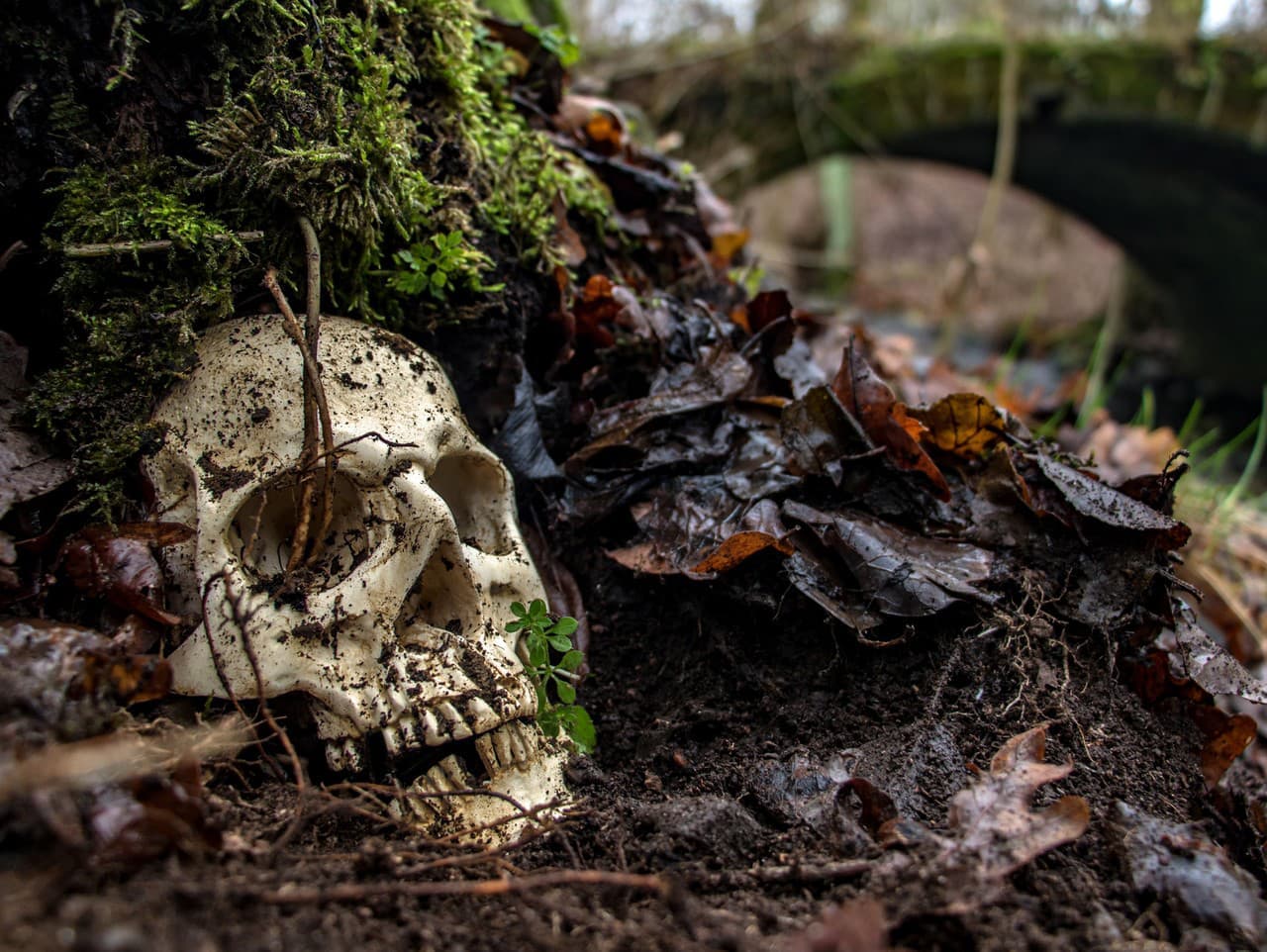 V lese pri Bzenove objavili kostrové pozostatky