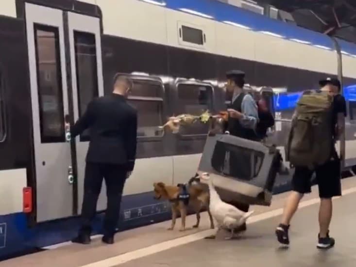 Kuriózna situácia na poľskej železnici: Hus zostala na peróne