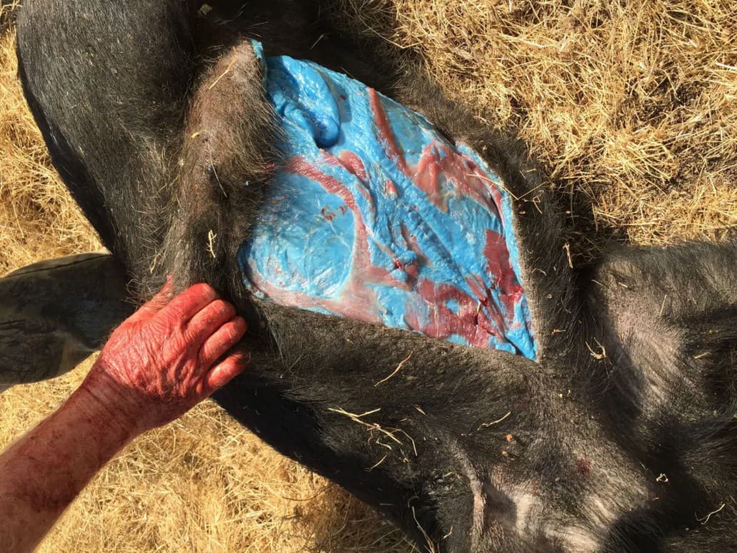 Neónovo modré mäso divých ošípaných šokuje Kaliforniu