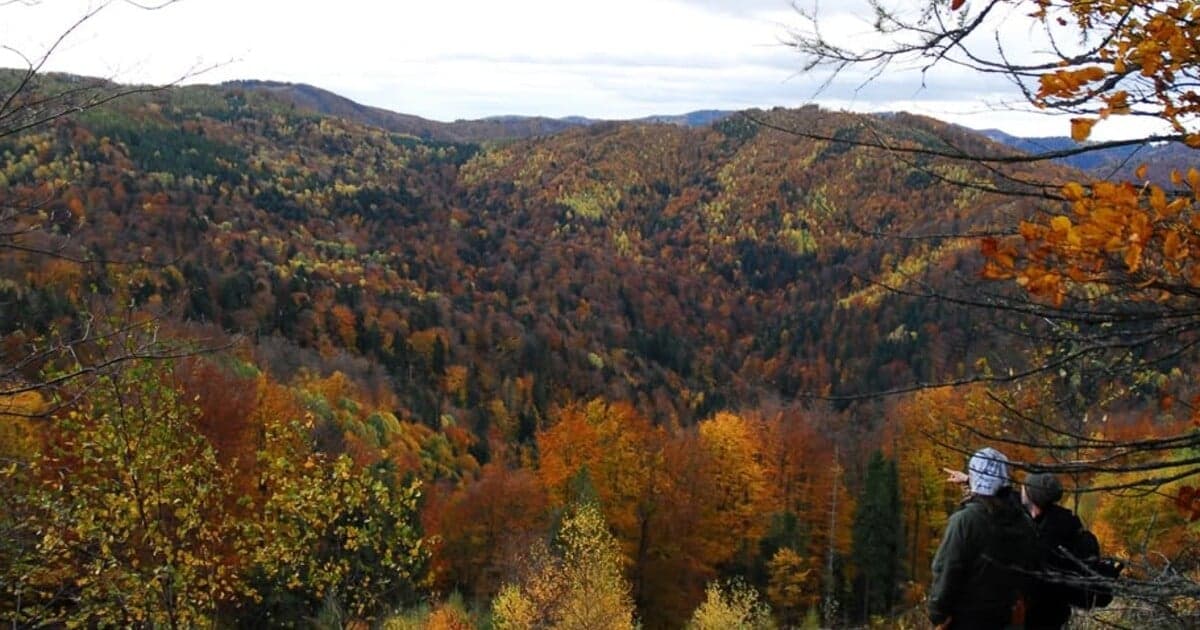 Podpor slovenskú prírodu: Kúp si kúsok lesa na Green Friday