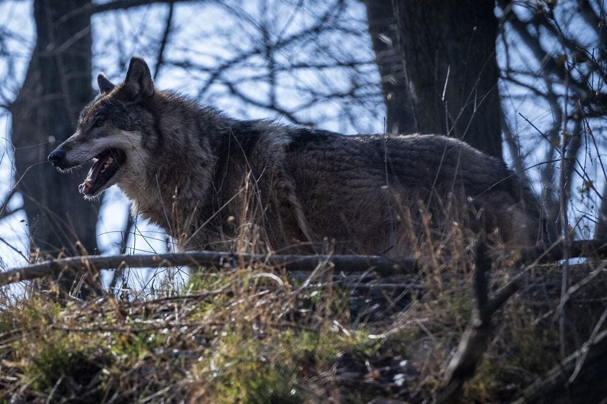 Ochrana vlkov: Ochranári požadujú zastavenie ich lovu na Slovensku