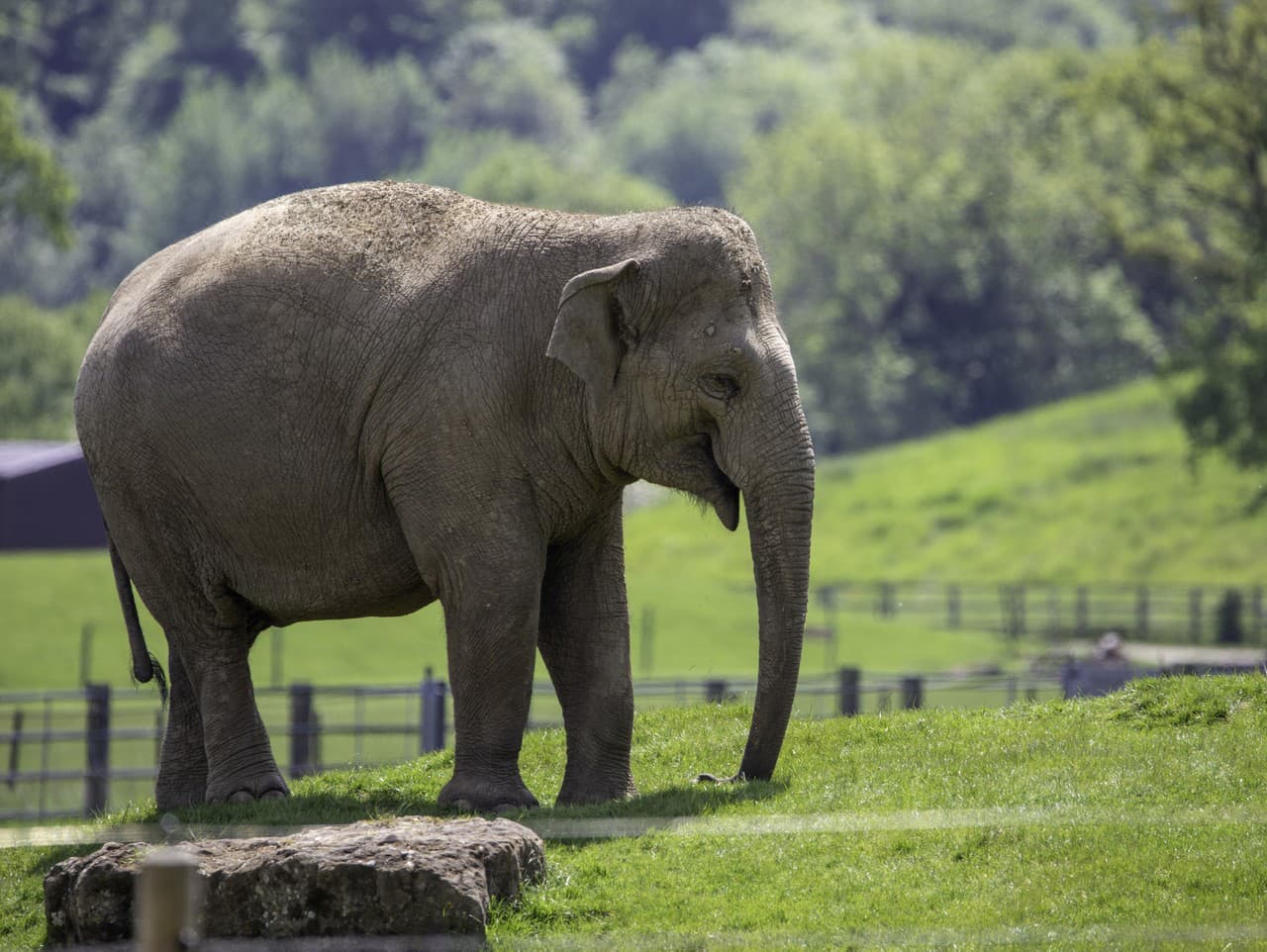 Tragédia v japonskej zoologickej záhrade: Zomrel thajský pracovník