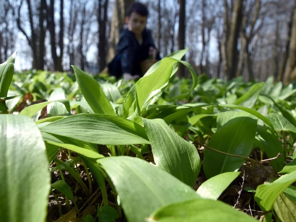 Jarný lov na medvedí cesnak: Pozor na nebezpečné zámeny!