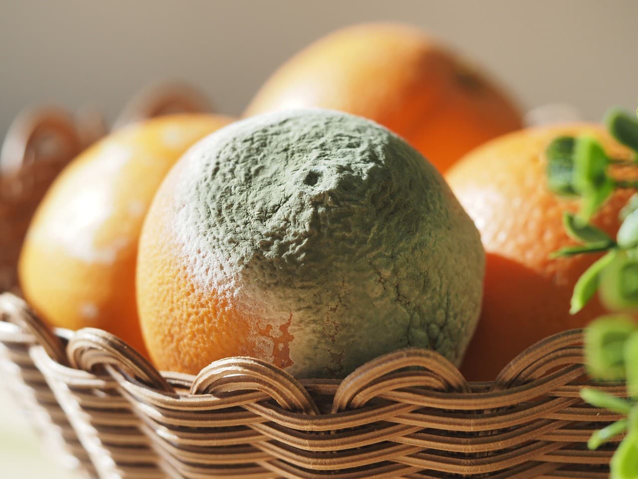 Plesne na potravinách: Kedy je lepšie vyhodiť ich celé?