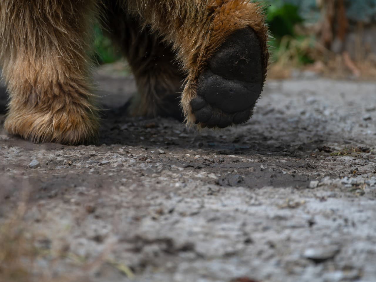 Muži hrozí trest za nelegálne držanie chránených živočíchov