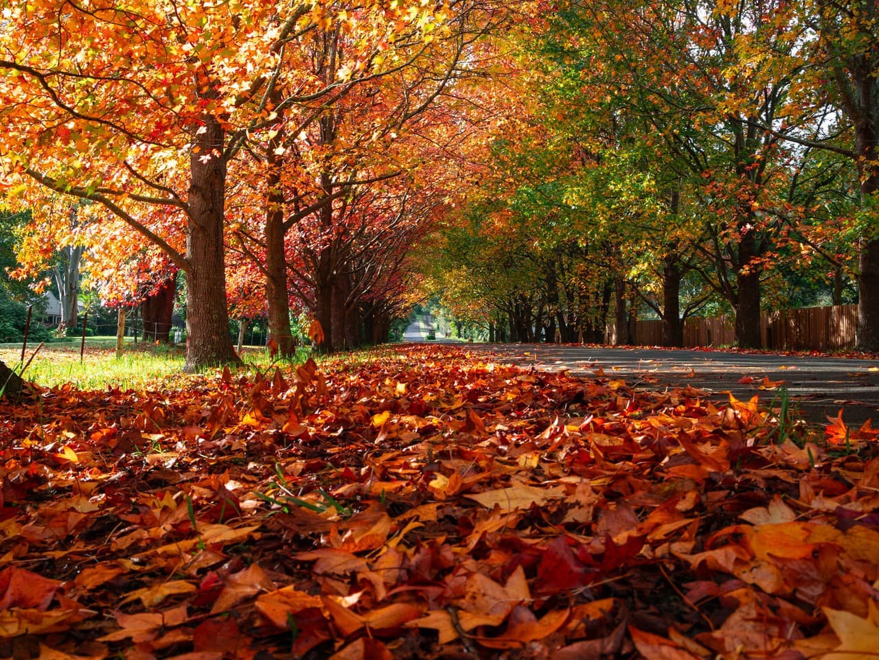 Dokážete nájsť mačiatko za 10 sekúnd? Otestujte svoje oči!