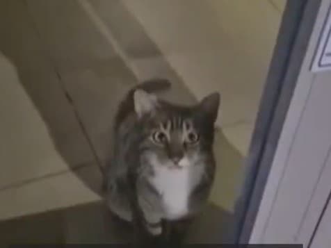 Kuriózna dráma v tureckej banke: Kocúr spustil poplach!