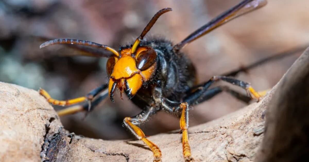 Tragédia na dovolenke: Roj sršňov zabil otca a syna v Laose