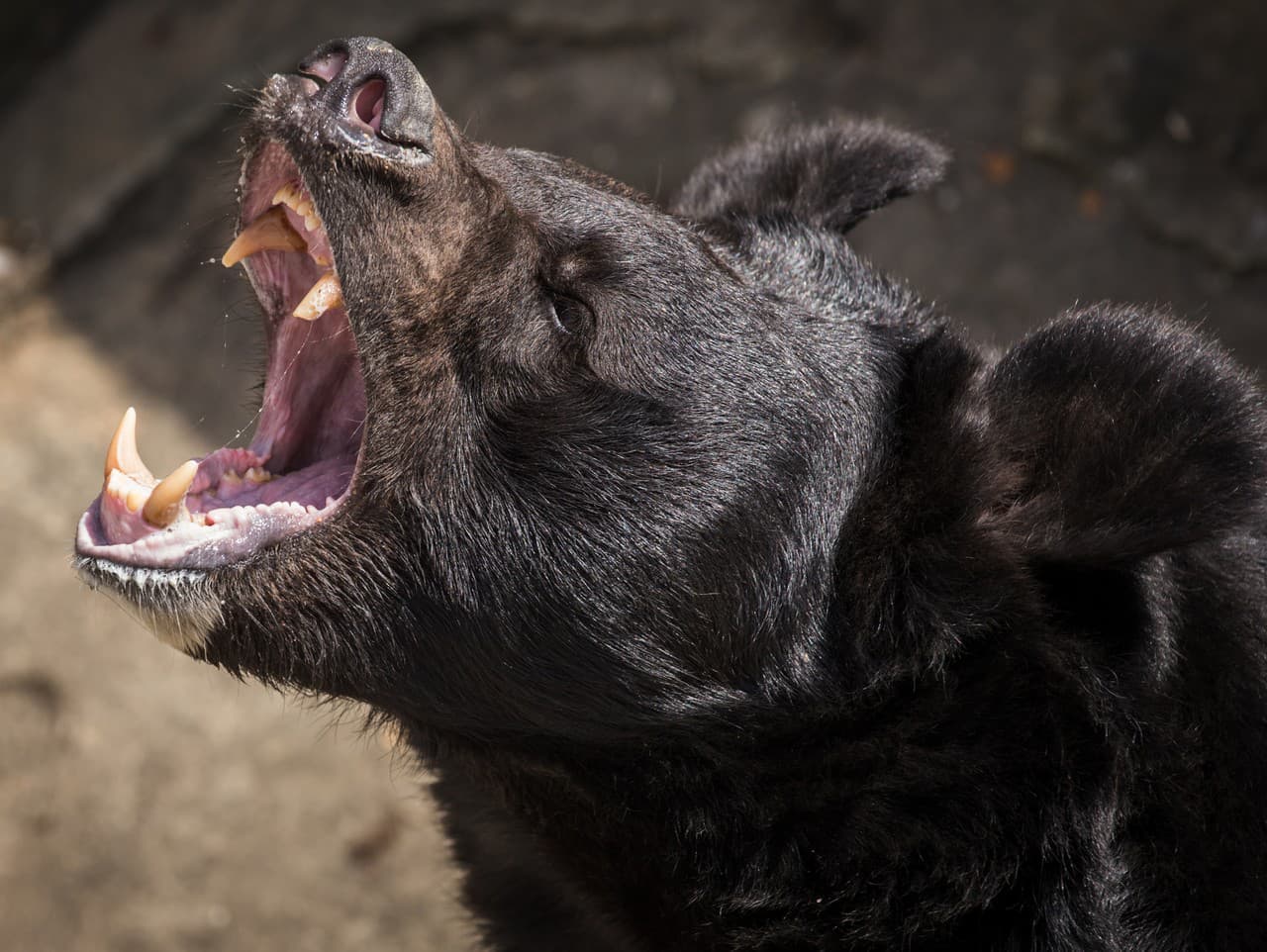 Japonsko čelí rekordnému počtu útokov medveďov, armáda zasahuje