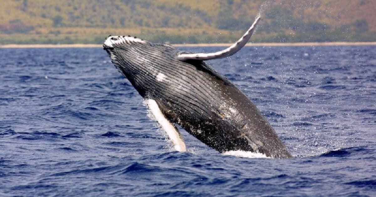 Tajomstvá dlhovekosti veľrýb: Môže sa to preniesť na ľudí?